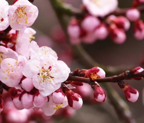 试管婴儿是什么工程的简单介绍