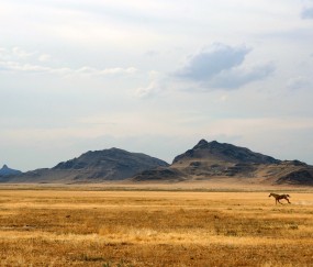 冬天好养的室内绿植（冬天好养的室内花卉有哪些）