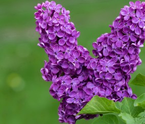 贵阳哪家医院可以做人工授精