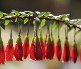 初期怀孕能吃避孕药吗（初期怀孕能吃避孕药吗会流产吗）