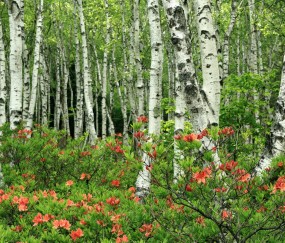 试管移植过程多长时间（试管移植过程多长时间做一次）