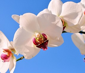 香港做试管婴儿可以选择性别（香港做试管的经历）