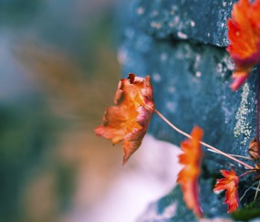 檀香有什么功效和作用有哪些（檀香的功效与作用及使用方法）