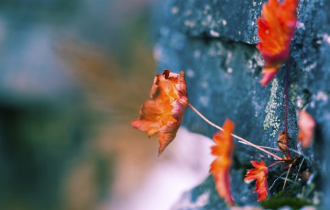 檀香有什么功效和作用有哪些（檀香的功效与作用及使用方法）