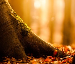 小孩发烧又没感冒怎么回事怎么办（小孩发热没感冒怎么办）