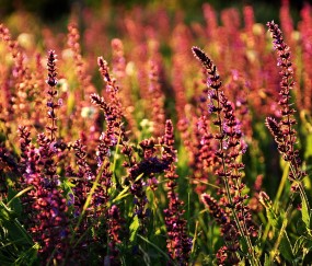 小孩感冒发烧后说腰疼（孩子发烧喊腰疼）