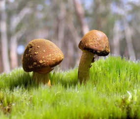 围试管婴儿期（试管婴儿进周期流程）