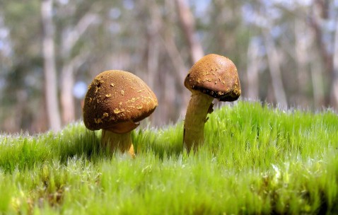 围试管婴儿期（试管婴儿进周期流程）